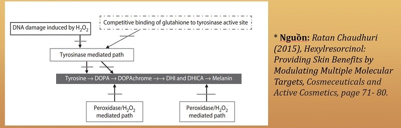 Ức chế tổng hợp melanin của Hexylresorcinol qua 3 cơ chế