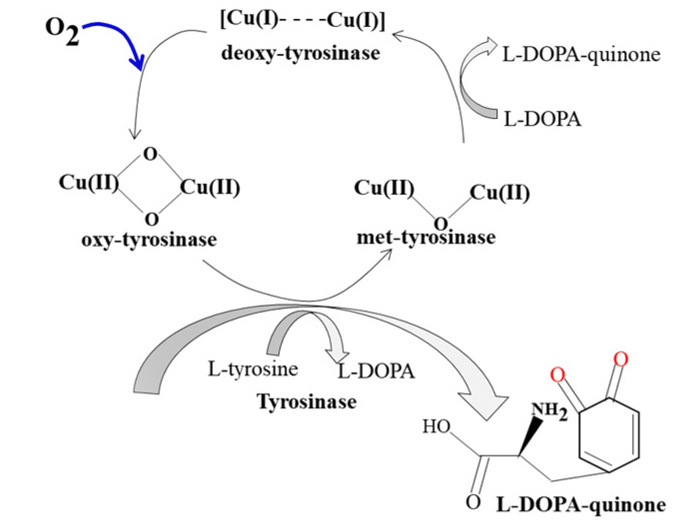 cơ chế cysteamine điều trị nám bằng chelat ion đồng