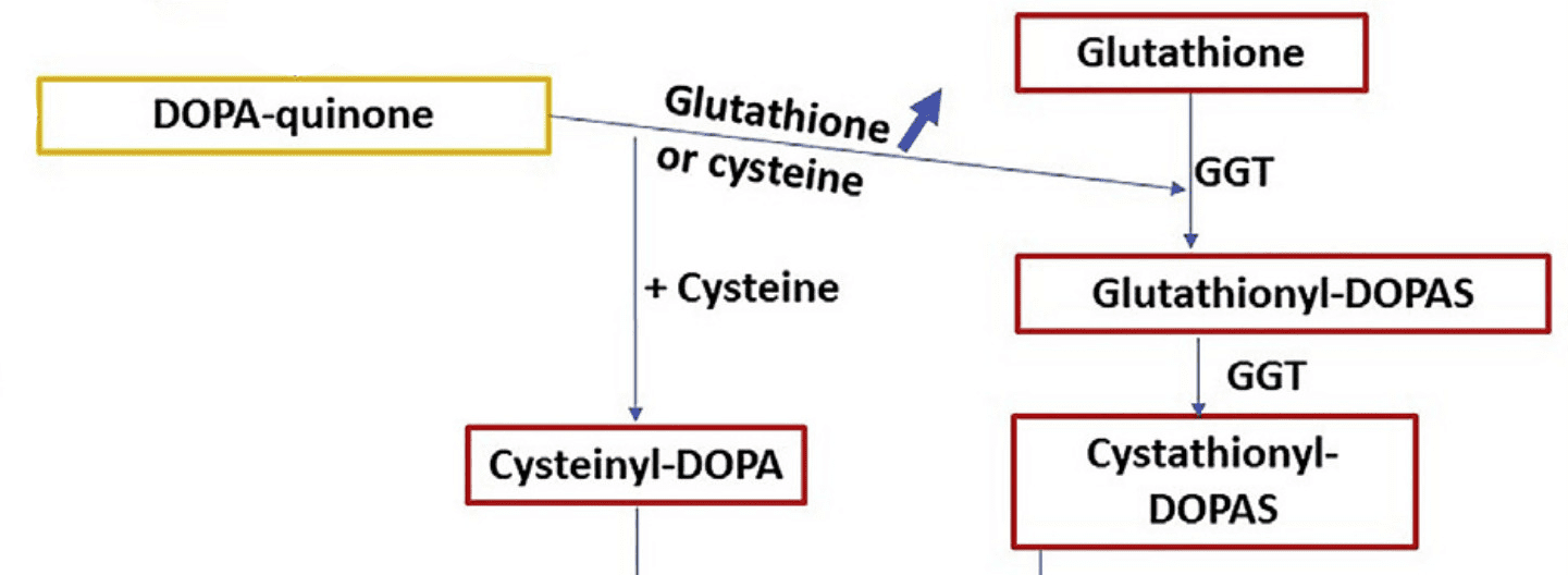 cơ chế cysteamine điều trị nám tăng glutathione nội bào