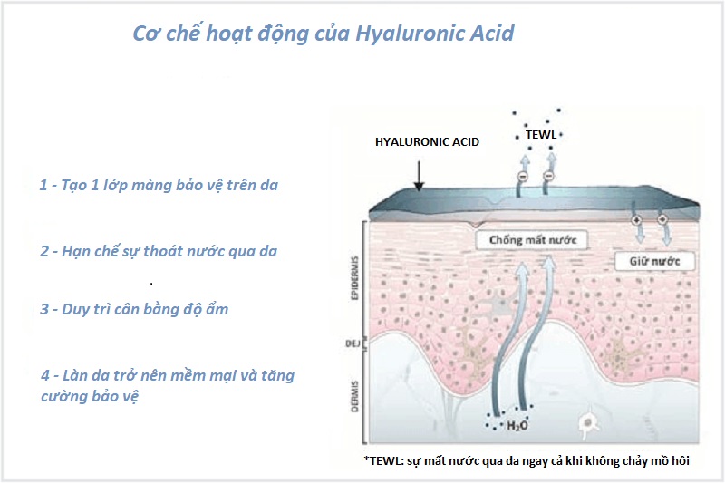 tác dụng của Hyaluronic acid trên da