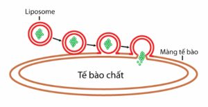 cấu trúc màng phospho lipid