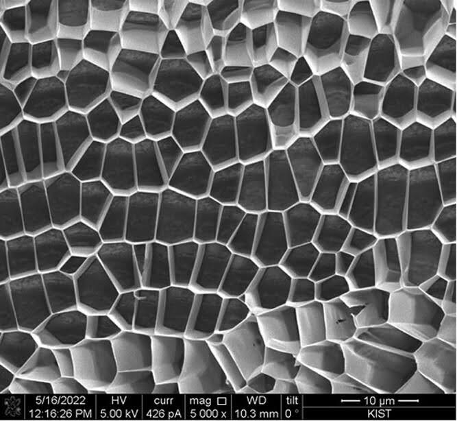 DOT Polynucleotide (Phóng đại ×2500) Quanta 3D FEG (Field Electron and Ion Company, USA)