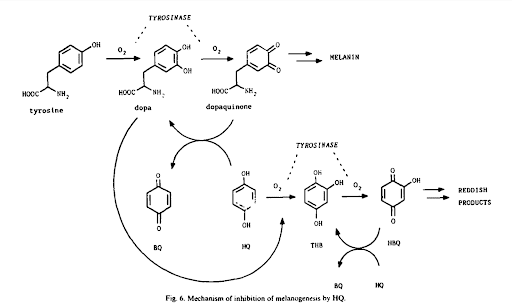 Cách sử dụng Hydroquinone điều trị nám, những rủi ro nguy hiểm? Đâu là giải pháp HIỆU QUẢ – AN TOÀN – BỀN VỮNG?